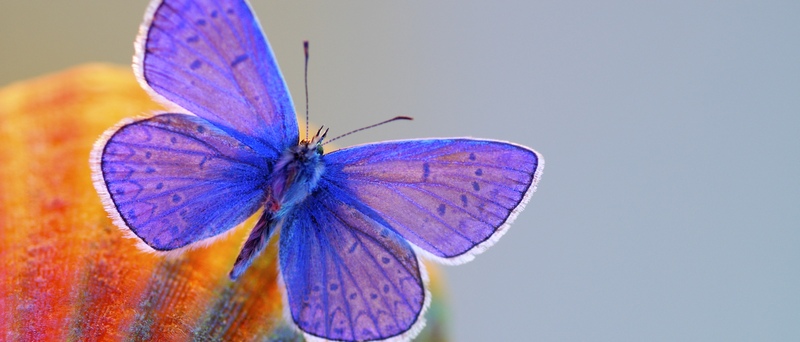 Все о бабочках в России | ЗооТом портал о животных