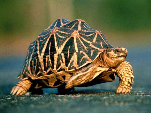 Все о черепахах в России | ЗооТом портал о животных