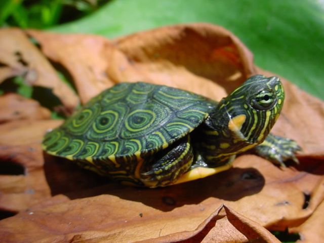 Породы черепах в России | ЗооТом портал о животных