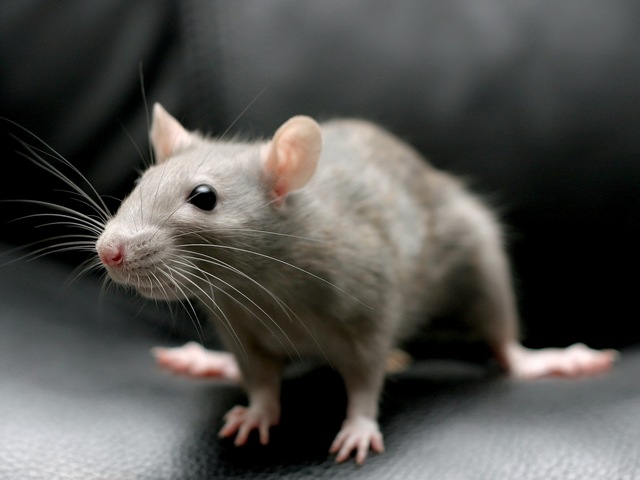 Все о крысах в России | ЗооТом портал о животных