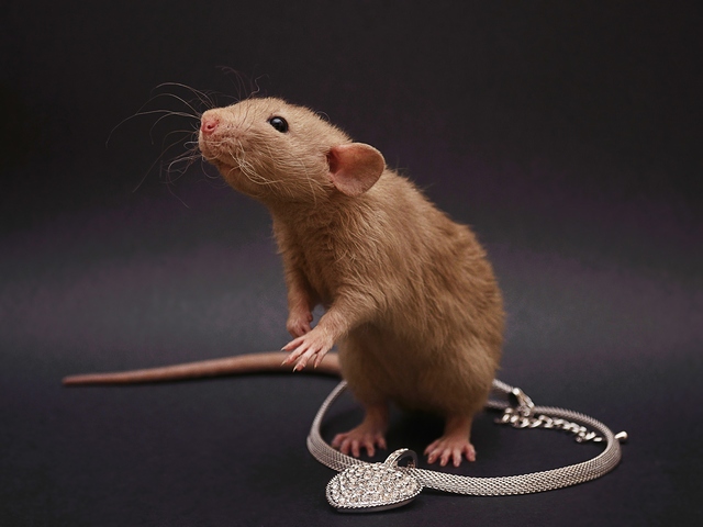 Породы крыс | ЗооТом - продажа, вязка и услуги для животных в России