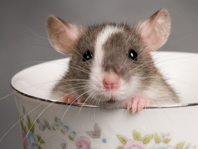 Породы крыс | ЗооТом - продажа, вязка и услуги для животных в России