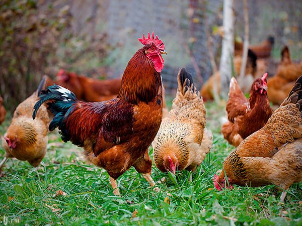 Породы куриц | ЗооТом - продажа, вязка и услуги для животных в России