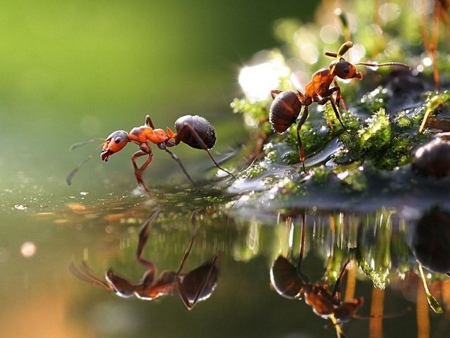 Породы муравьев в России | ЗооТом портал о животных