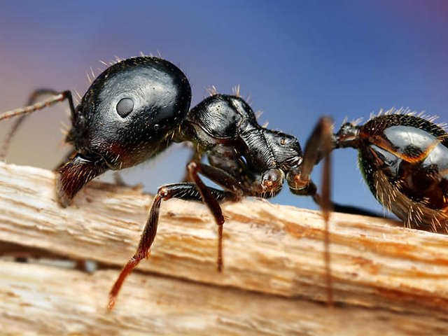 Породы муравьев в России | ЗооТом портал о животных