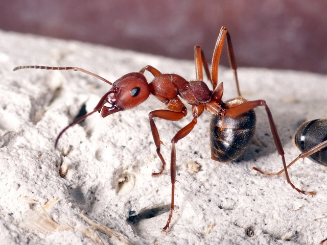 Содержание муравьев и уход за ними в России | ЗооТом портал о животных
