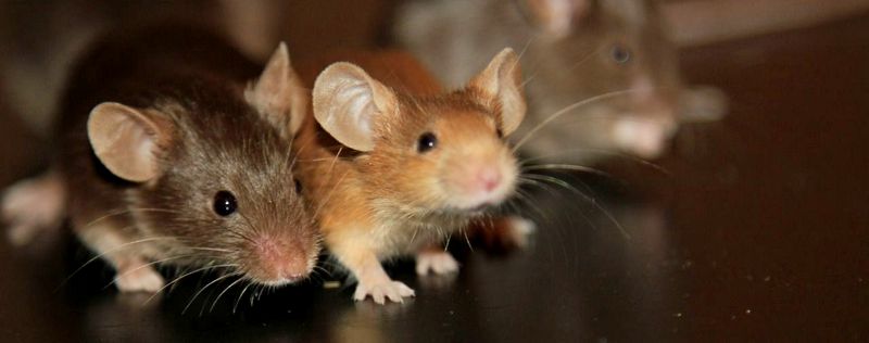 Все о мышах в России | ЗооТом - продажа, вязка и услуги для животных в России
