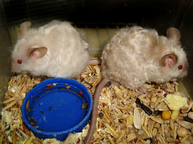 Породы мышей | ЗооТом - продажа, вязка и услуги для животных в России