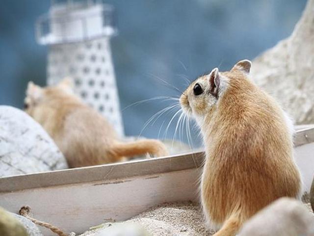 Содержание мышей и уход за ними в России | ЗооТом - продажа, вязка и услуги для животных в России