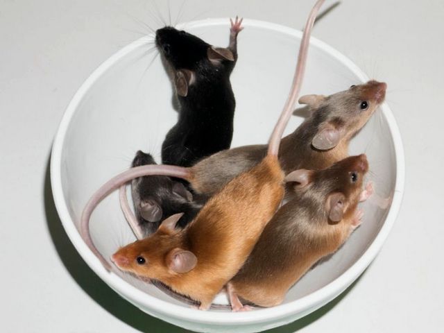 Содержание мышей и уход за ними в России | ЗооТом - продажа, вязка и услуги для животных в России
