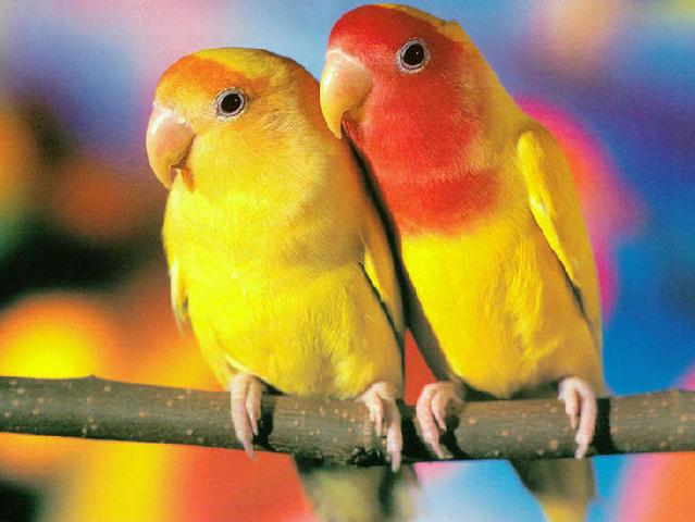 Породы попугаев | ЗооТом - продажа, вязка и услуги для животных в России