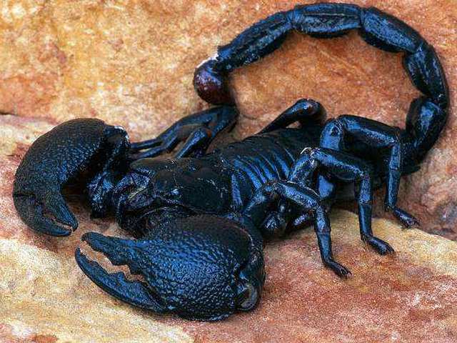 Все о скорпионах в России | ЗооТом портал о животных
