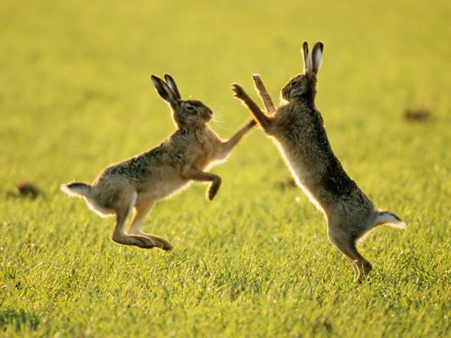 Породы зайцев | ЗооТом - продажа, вязка и услуги для животных в России