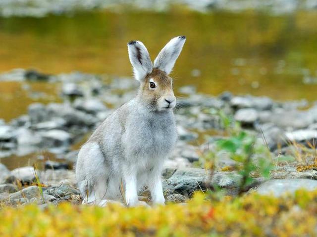 Содержание зайцев и уход за ними | ЗооТом - продажа, вязка и услуги для животных в России