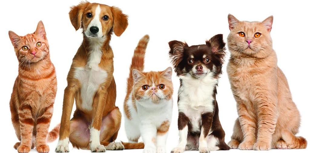 Доска объявлений о животных | ЗооТом - продажа, вязка и услуги для животных в России