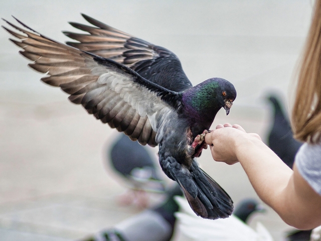 Все о голубях | ЗооТом - продажа, вязка и услуги для животных в России