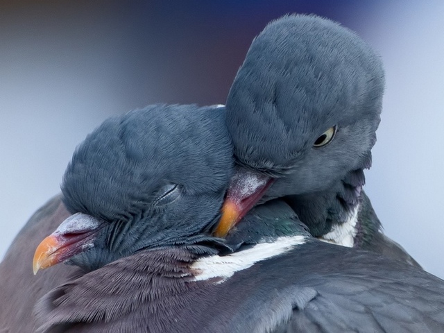 Содержание голубей и уход за ними в России