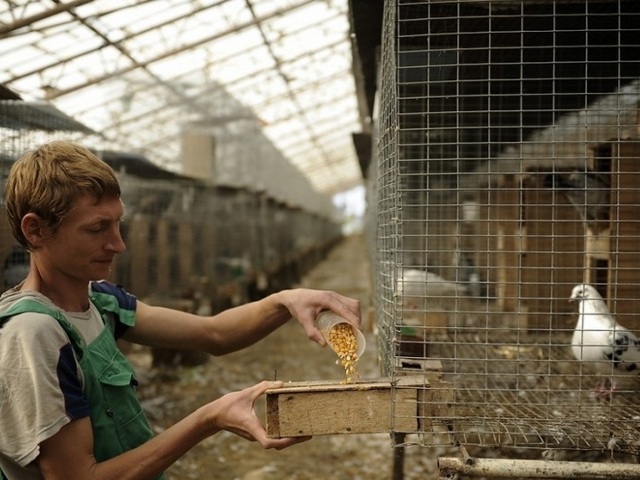 Содержание голубей и уход за ними | ЗооТом - продажа, вязка и услуги для животных в России