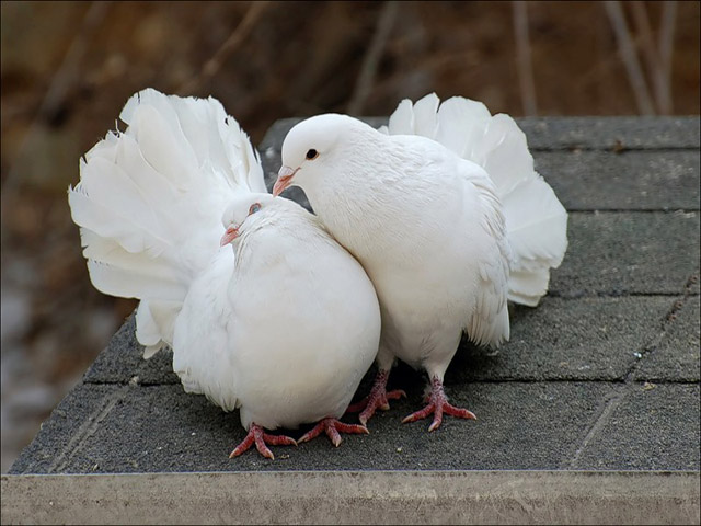 Содержание голубей и уход за ними в России