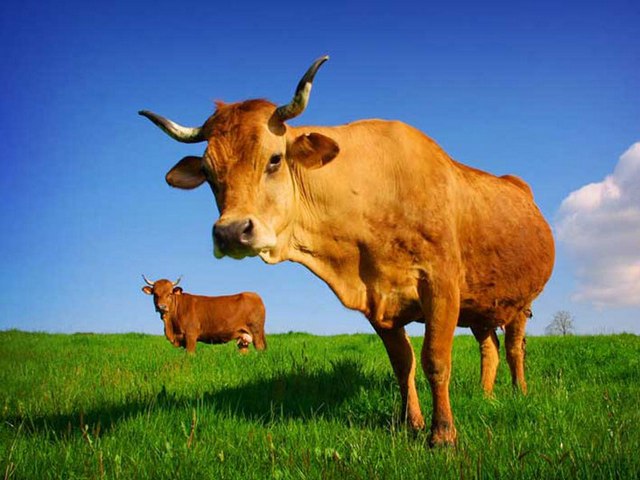 Все о коровах в России | ЗооТом портал о животных