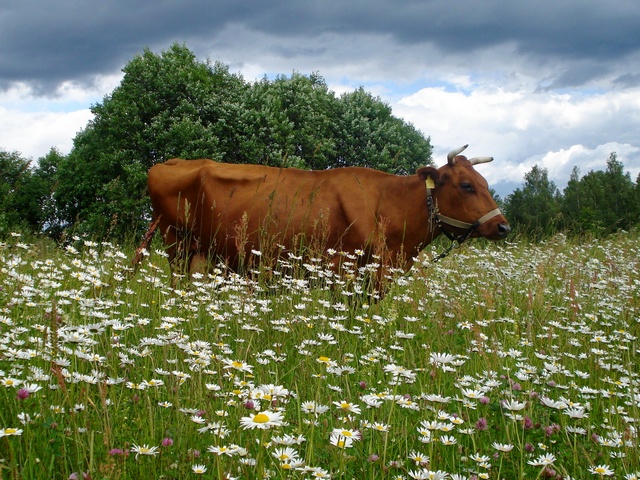 Все о коровах в России | ЗооТом портал о животных