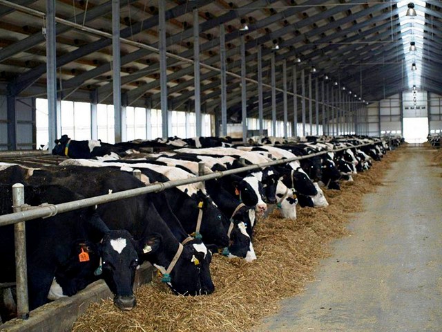 Содержание коров и уход за ними в России | ЗооТом портал о животных