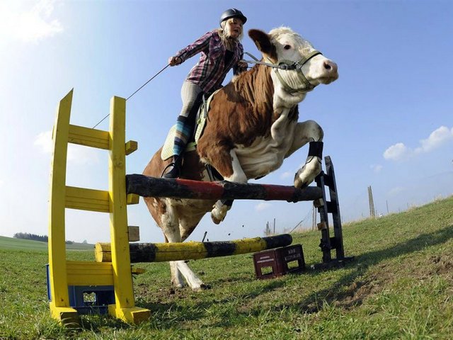 Статьи о коровах в России | ЗооТом портал о животных