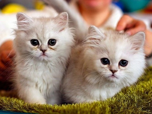 Породы кошек в России | ЗооТом портал о животных