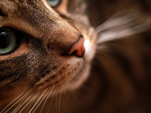 Статьи о кошках в России | ЗооТом портал о животных