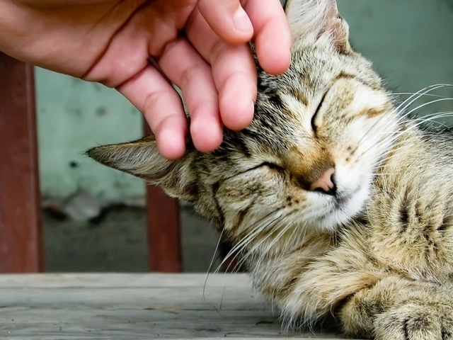 Интересные статьи о кошках в России | ЗооТом портал о животных