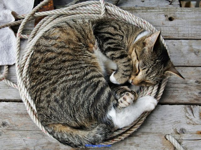 Все о кошках в России | ЗооТом портал о животных