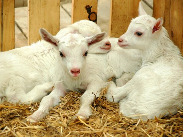 Содержание коз и уход за ними в России | ЗооТом портал о животных