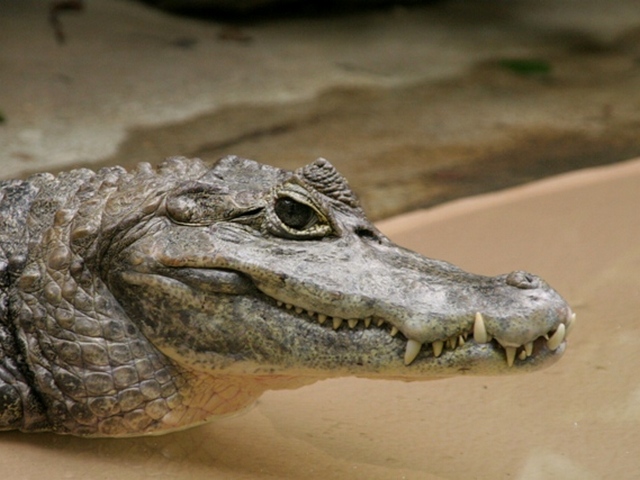 Все о крокодилах в России | ЗооТом портал о животных
