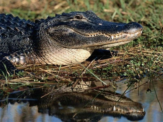 Породы крокодилов в России | ЗооТом портал о животных