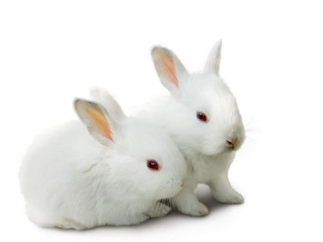 Все о кроликах в России | ЗооТом портал о животных