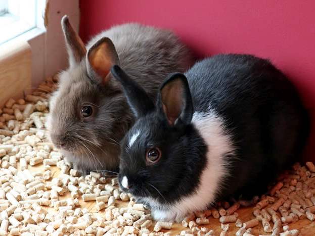 Содержание кроликов и уход за ними в России | ЗооТом портал о животных