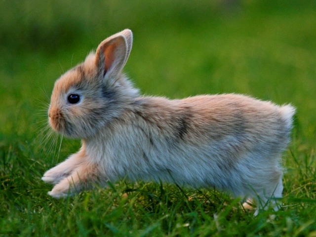 Статьи о кроликах в России | ЗооТом портал о животных