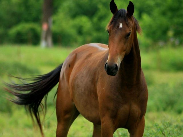 Содержание лошадей и уход за ними в России | ЗооТом портал о животных