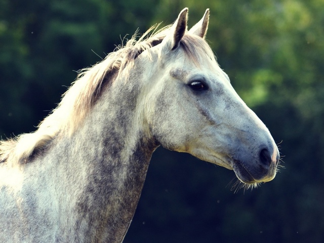 Уход за лошадьми в России | ЗооТом портал о животных