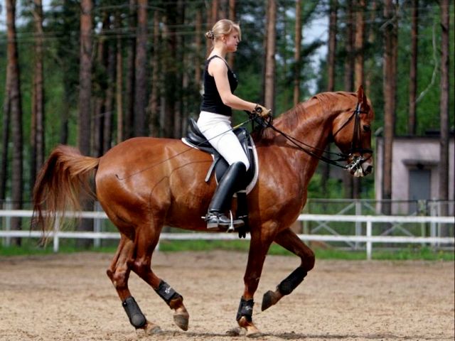 Породы лошадей в России | ЗооТом портал о животных
