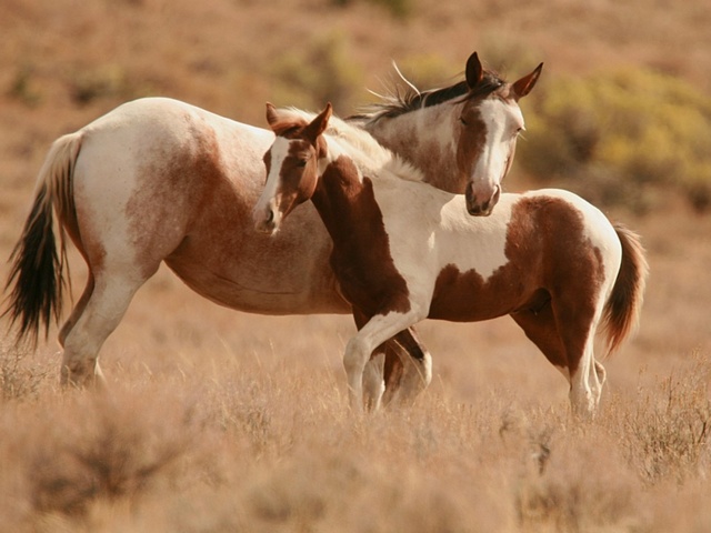 Интересные факты лошадях в России | ЗооТом портал о животных