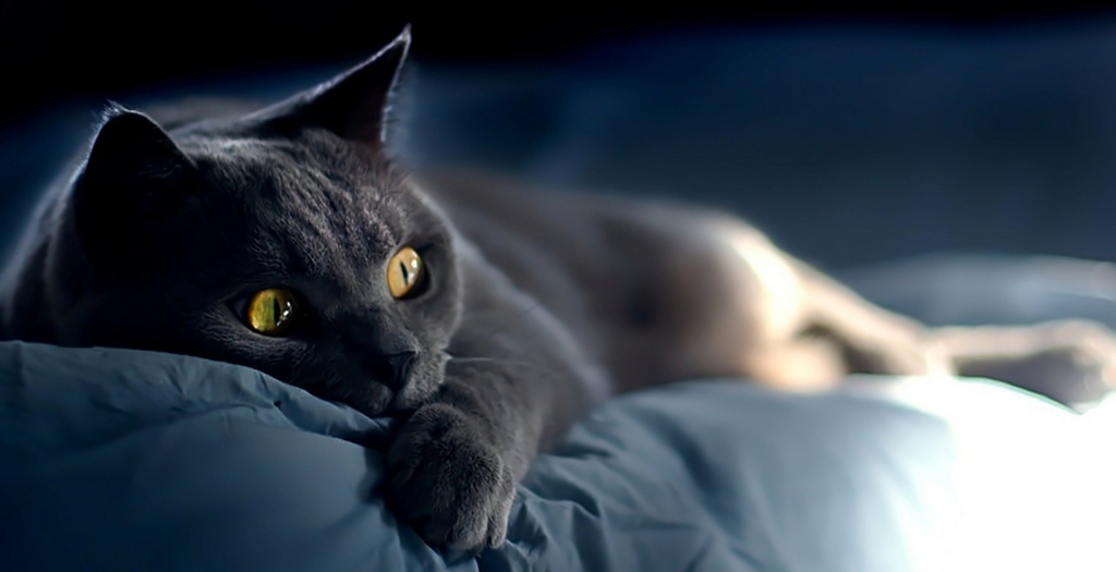 Объявления о кошках | ЗооТом - продажа, вязка и услуги для животных в России