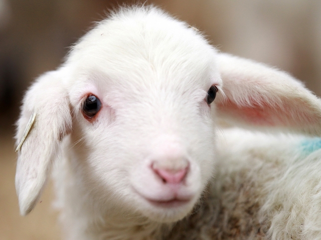 Овцы и бараны в России | ЗооТом портал о животных