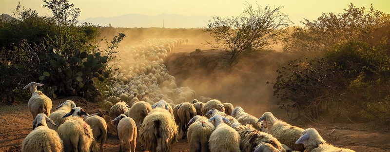 Все об овцах в России | ЗооТом портал о животных