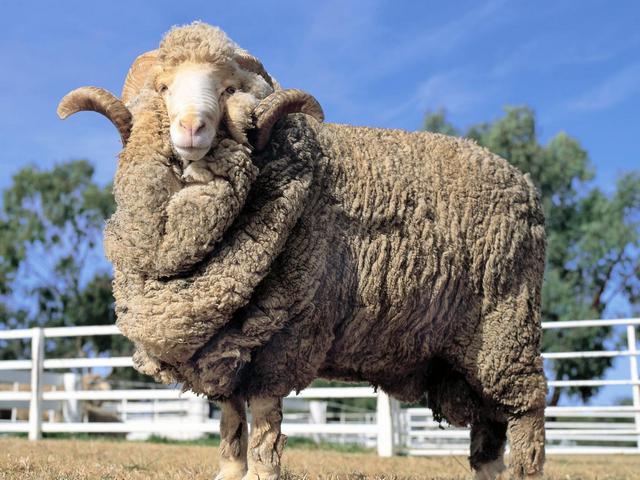 Породы овец в России | ЗооТом портал о животных