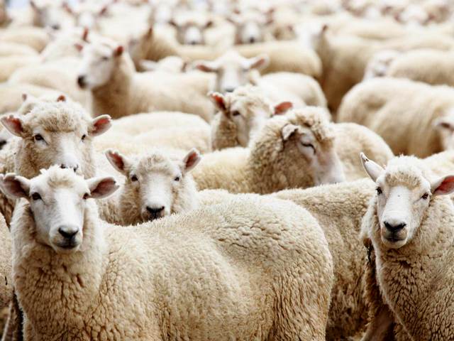 Породы овец в России | ЗооТом портал о животных