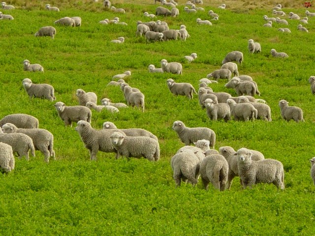 Содержание овец и уход за ними в России | ЗооТом портал о животных