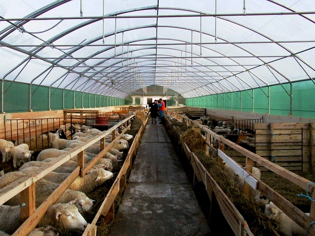 Содержание овец и уход за ними в России | ЗооТом портал о животных