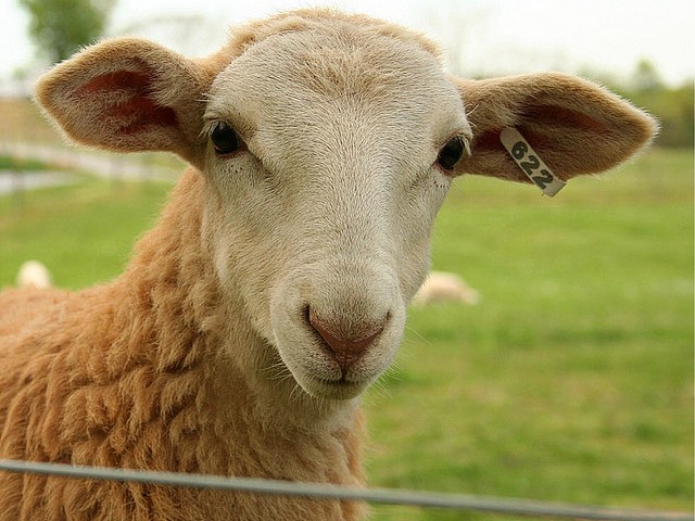 Статьи об овцах в России | ЗооТом портал о животных