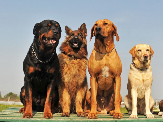 Крупные породы собак в России | ЗооТом портал о животных